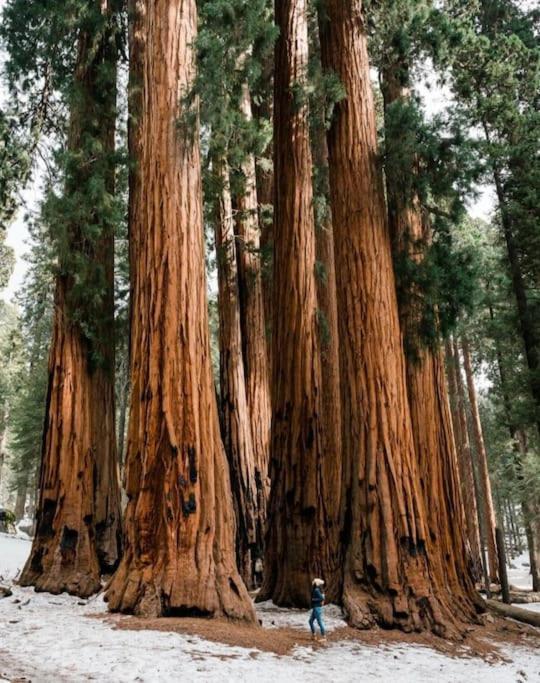 Sequoia Villa Visalia Zewnętrze zdjęcie