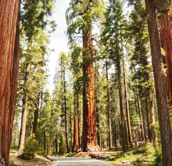 Sequoia Villa Visalia Zewnętrze zdjęcie