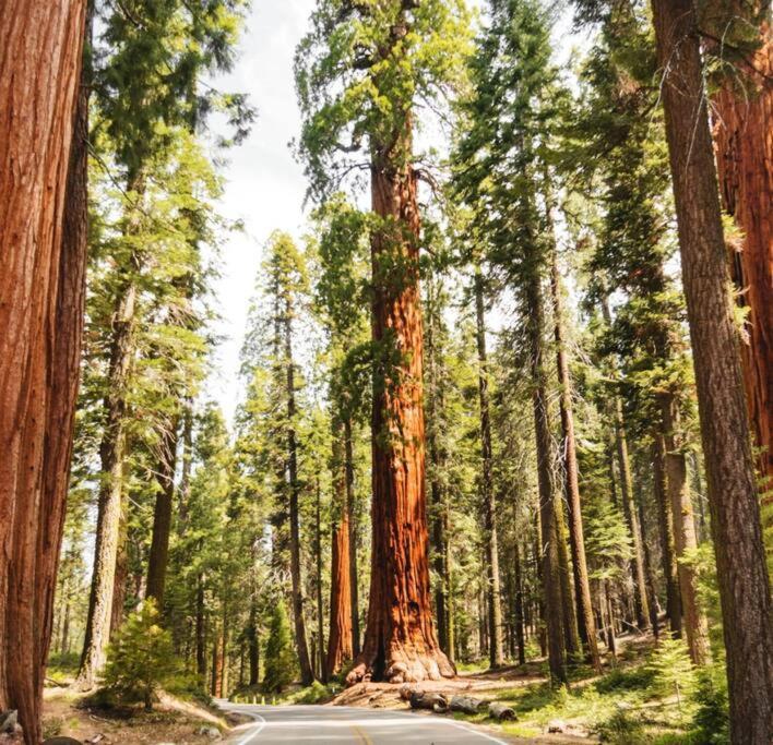 Sequoia Villa Visalia Zewnętrze zdjęcie